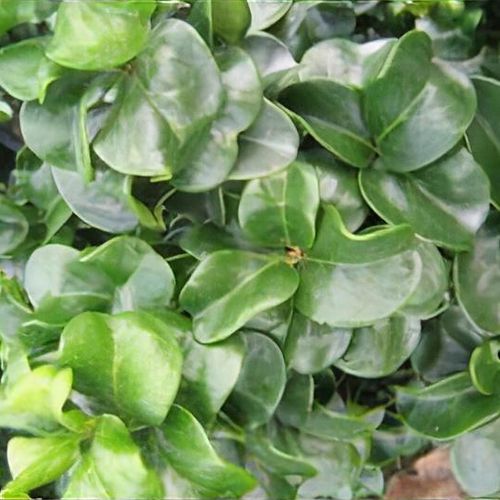 philodendron autumn Philodendron Autumn