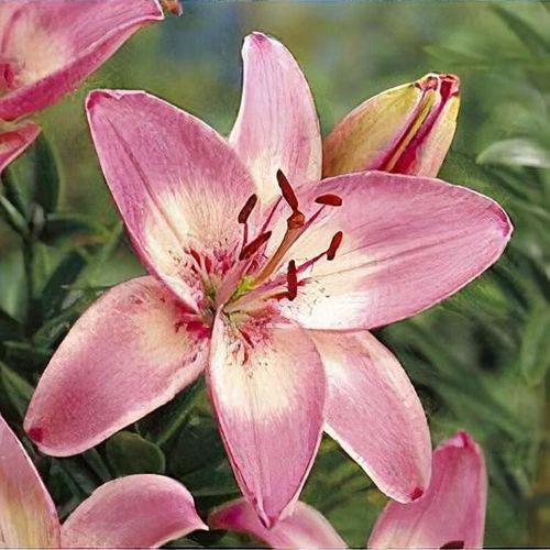 Lilium 'Vermeer' - Shoot