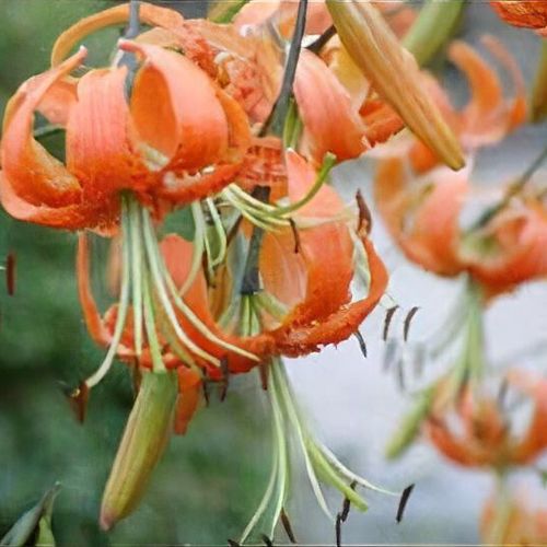 Lilium henryi IX Shoot