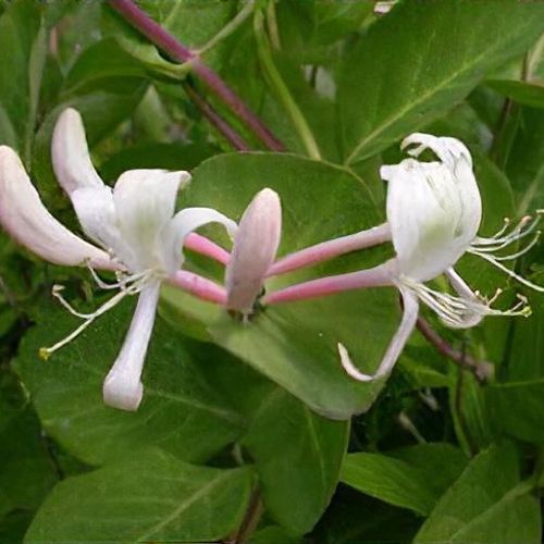 Lonicera caprifolium - Shoot
