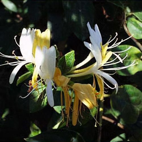 Lonicera japonica 'Halliana' - Shoot