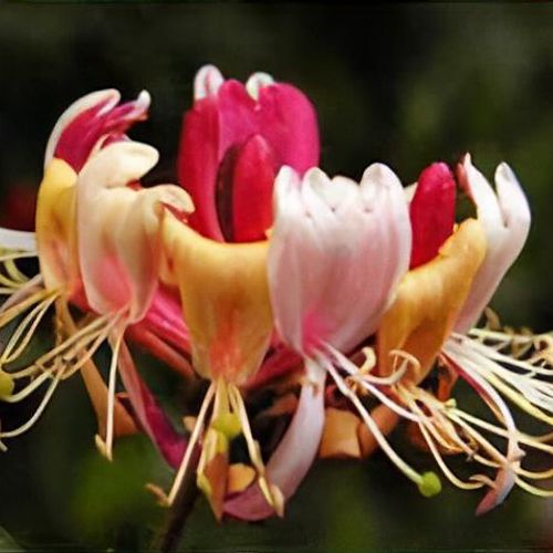 Lonicera periclymenum 'Serotina' - Shoot