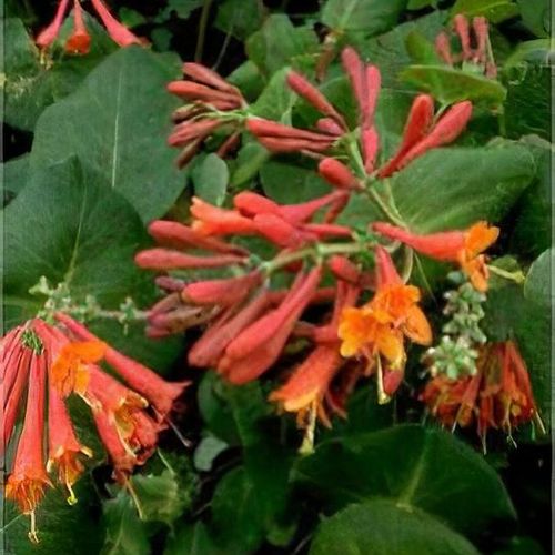 Lonicera x brownii 'Dropmore Scarlet' - Shoot