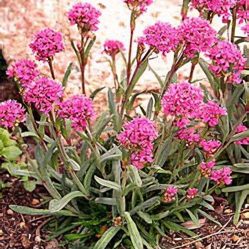 Lychnis alpina - Shoot