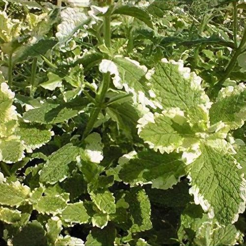 saatgut mwst Bio-Saatgut Rote Rübe 'Tondo Di Chioggia' main image 0