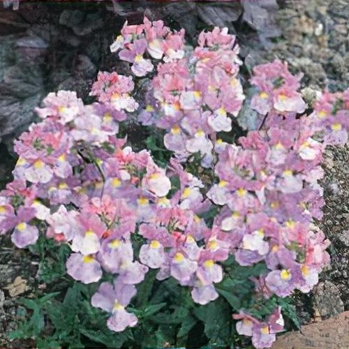 Nemesia 'Amelie' - Shoot