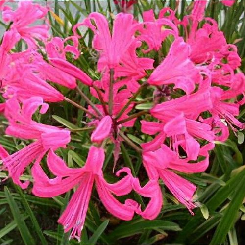 Nerine 'Zeal Giant' - Shoot