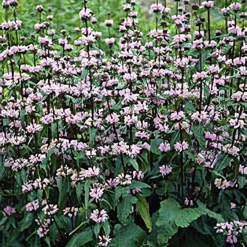 Phlomis tuberosa store