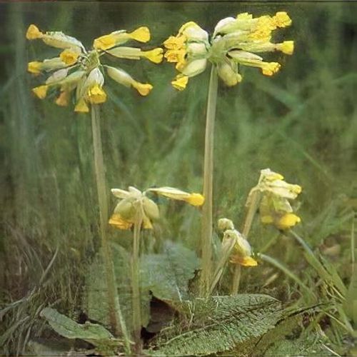 what is lemon balm plant Lemon Balm Organic