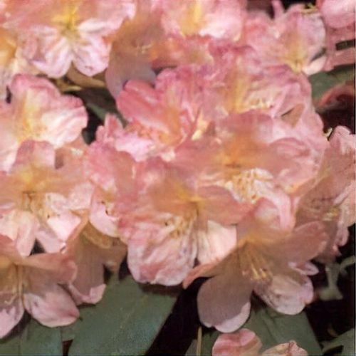 Rhododendron 'Percy Wiseman' - Shoot
