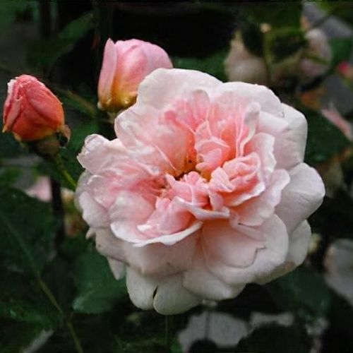 Rosa Felicia Shoot