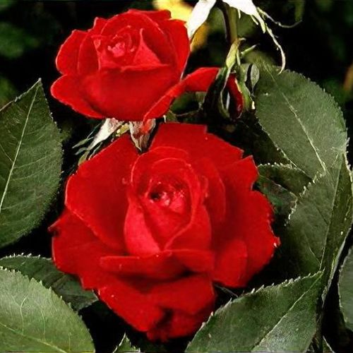 Ruby Red™ - Star® Roses and Plants