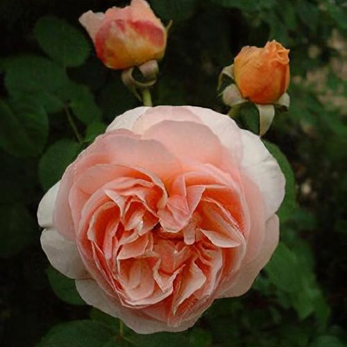 Rosa Sweet Juliet® 'AUSleap' (Double Pink David Austin Rose, Sweet Juliet  rose)