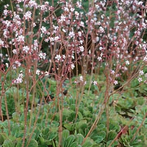 Saxifraga umbrosa - Shoot