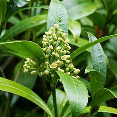 Skimmia outlet kew green