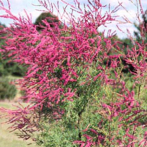 Tamarix ramosissima 'Rubra' - Shoot