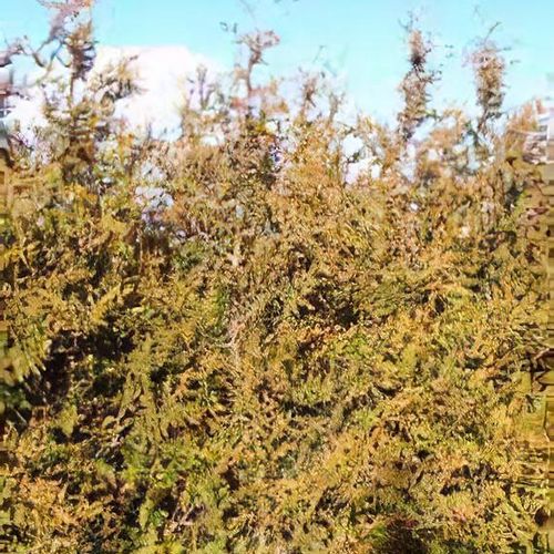 Thuja plicata 'Aurea' - Shoot