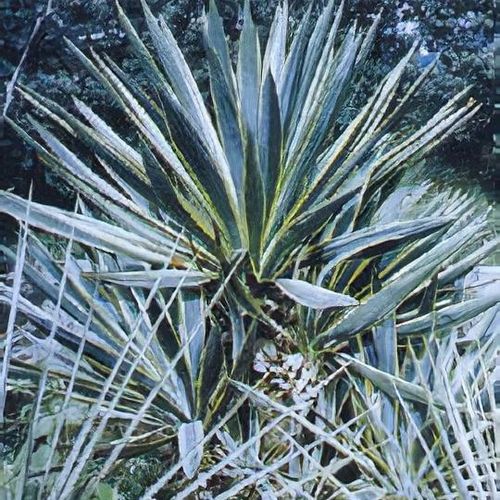 Yucca gloriosa 'Variegata' - Shoot