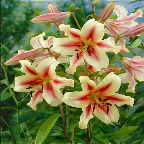 独2LP Young Flowers On Air   LHC207 Long Hair 未開封 /00520 Lilium 'Lavon' - Shoot