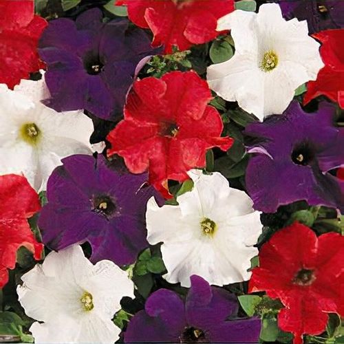 Petunia multiflora Frenzy Britannia Series - Shoot