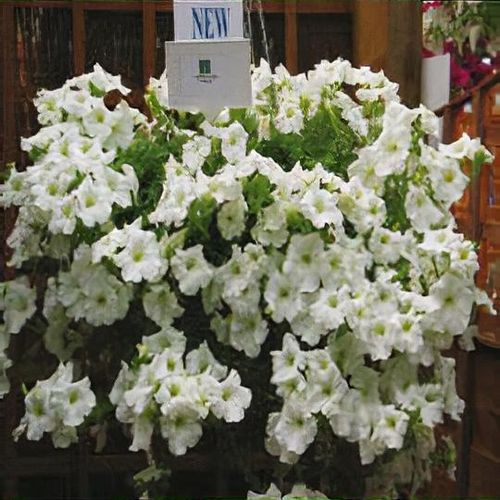 Petunia x atkinsiana 'Surfinia White' - Shoot