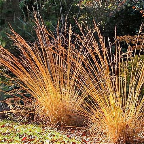 Molinia outlet caerulea heidebraut
