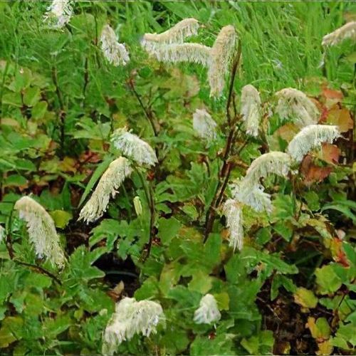 hash plants Afghan Hash Plant – Mandala Seeds Shop main image 1