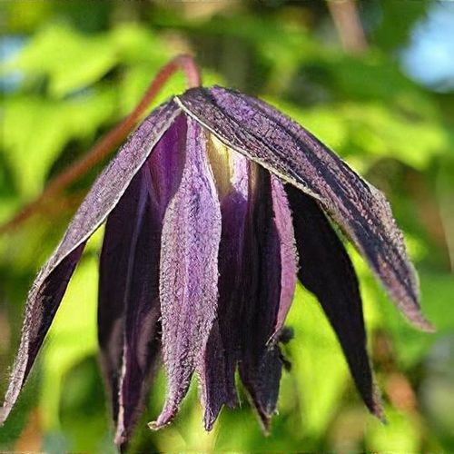Clematis macropetala 'Purple Spider' - Shoot