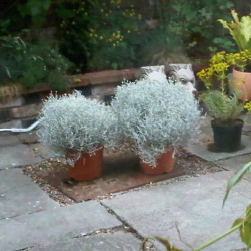 frost protection for plants Plant Frost Protection main image 1