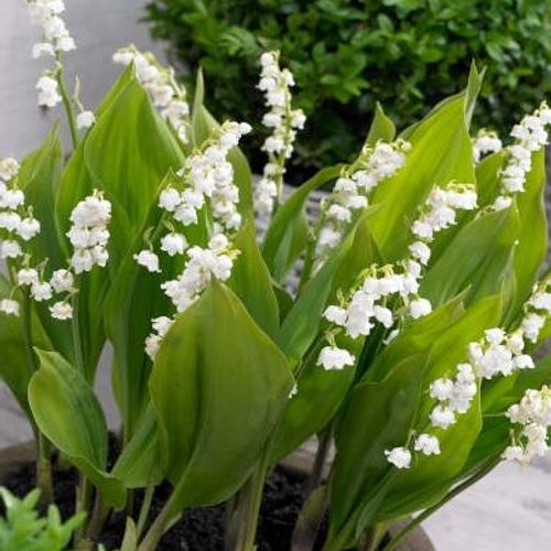 Convallaria Bordeaux - Lily-of-the-Valley