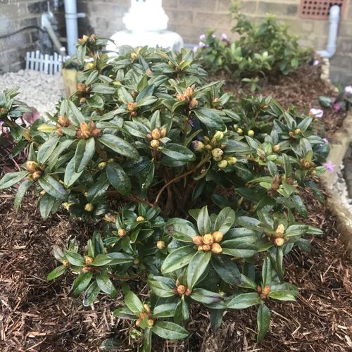Rhododendron 'Gristede' - Shoot