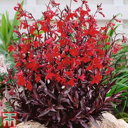 Lobelia cardinalis 'Queen Victoria' (Cardinal Flower)