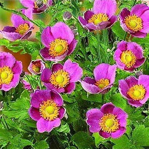 plant_10388_shoot_201011042139