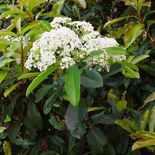 Photinia serratifolia - Shoot