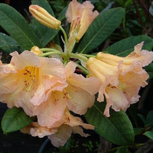 Rhododendron 'Goldsworth Orange' - Shoot