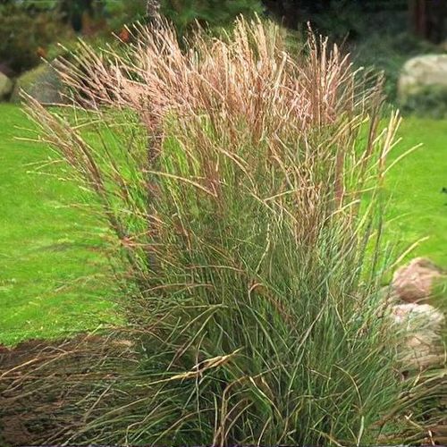 Miscanthus sinensis kleine silberspinne hot sale