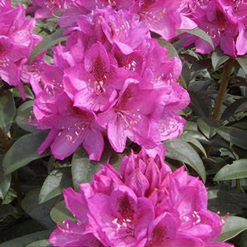 Rhododendron 'Anah Kruschke' - Shoot