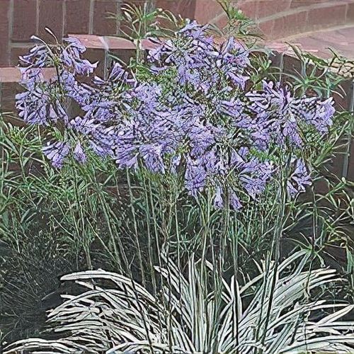 Agapanthus 'Silver mist' (deciduous)