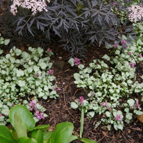 peltre rosa lamium