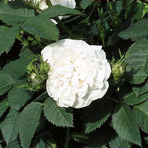 plant_10817_shoot_201009132337