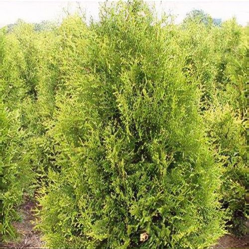Thuja occidentalis 'Brabant' - Shoot