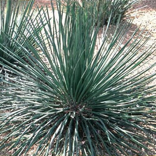 foto agave Agave ovatifolia main image 1