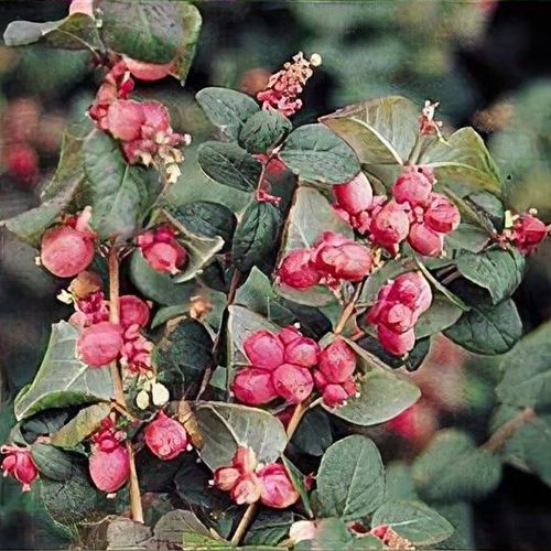 Symphoricarpos x doorenbosii 'Magic Berry' - Shoot