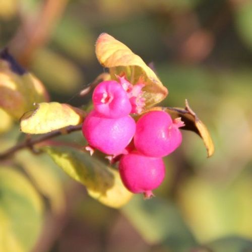 Candy™ Coralberry - Plant Guide