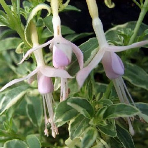 Fuchsia magellanica var. molinae 'Sharpitor' - Shoot