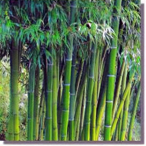 Phyllostachys Atrovaginata