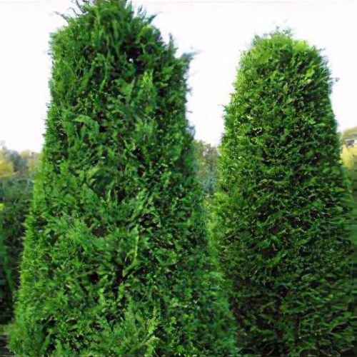 Thuja plicata 'Gelderland' - Shoot