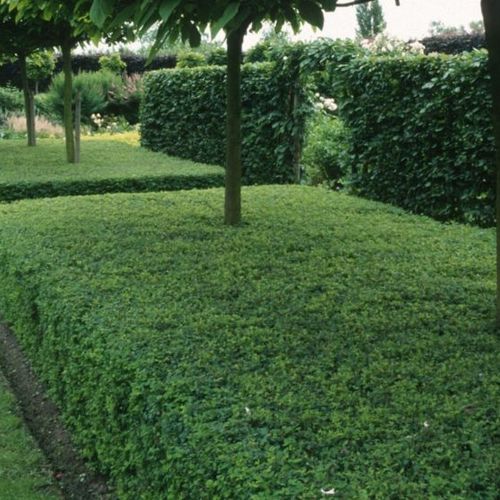 Lonicera nitida 'Maigrun' - Shoot
