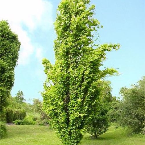 Fagus sylvatica 'Dawyck Gold' - Shoot