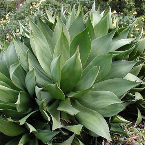 agave albomarginata Agave victoriae-reginae 'Albomarginata' – 'White Rhino' Agave